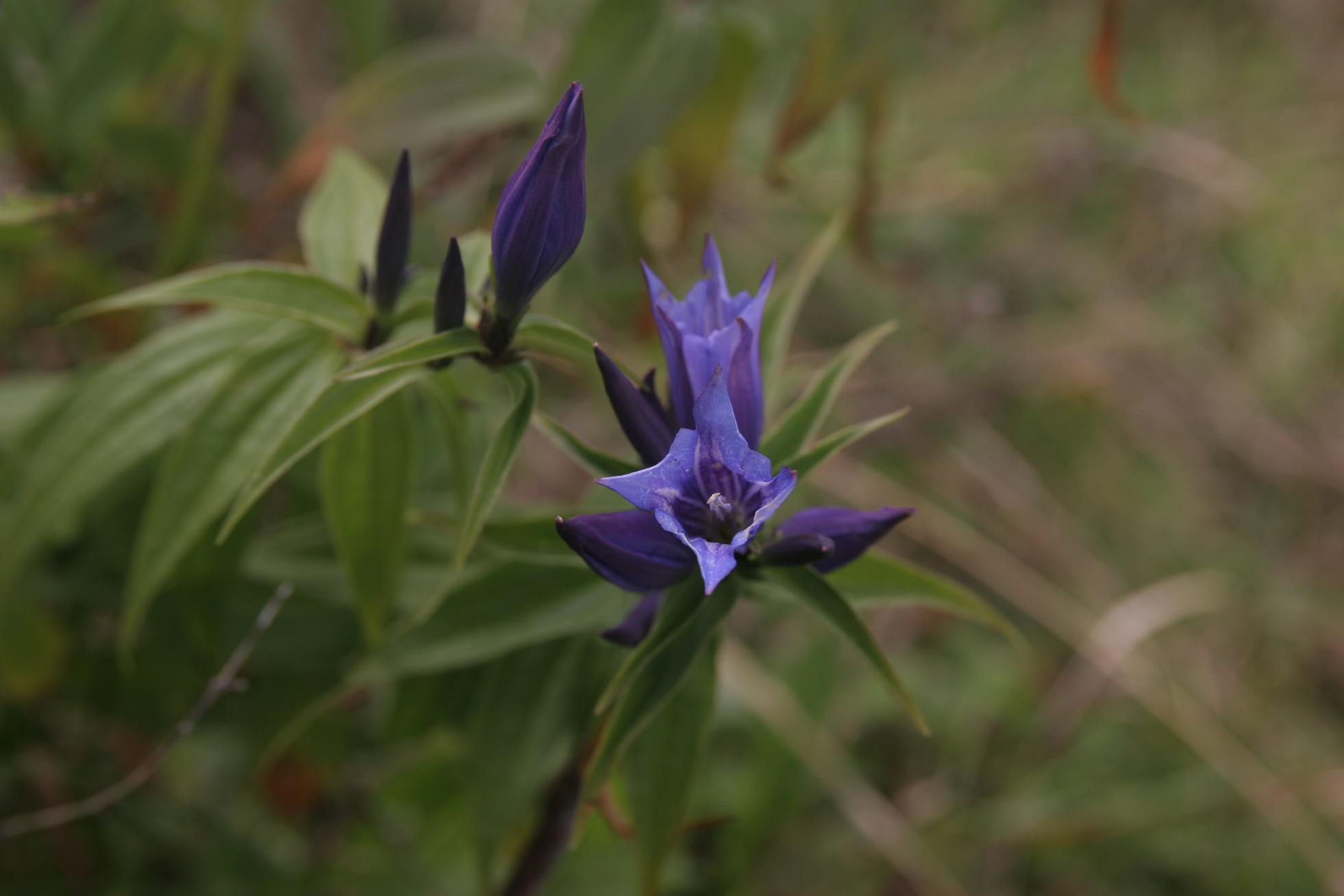 Gentiana asclepiadea